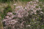 Mountain azalea